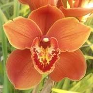 Orange Blooming Giant Orchid Flower Seeds