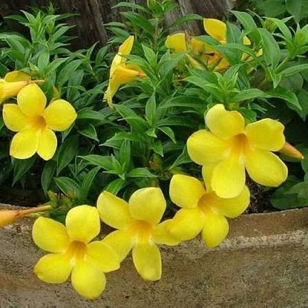 Pentalinon Luteum Flower Seeds