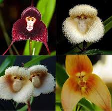 Monkey Orchid Flower for Planting Heirloom Non-GMO High Germination Organic Garden Seeds - Heirloom Non GMO High Germin