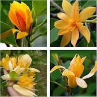 Yellow Champa Flower Seeds - Heirloom Non GMO High Germination Garden Seeds for Planting