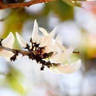 White Cress Flower Rare Blooming Plants for Planting Heirloom Non-GMO High Germination Organic Garden for Balcony and