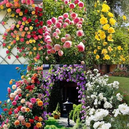 Mix Clematis Flowers Seeds