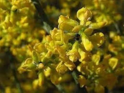 Yellow Retama Flower Seeds