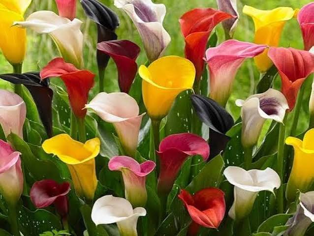 Mixed Aethiopica Calla Lilly Flower Seeds