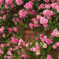 PINK CLIMBING ROSE FLOWER SEEDS HEIRLOOM NON-GMO HIGH GERMINATION ORGANIC GARDEN SEEDS FOR PLANTING Seeds - Heirloom Non