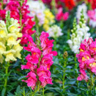 Mixed Antirrhinum Flower Seeds Exotic Flowering Plants Heirloom Non-GMO High Germination Organic Garden Seeds -