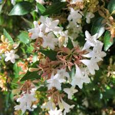 White Abelia Flower