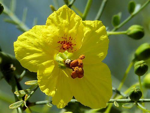Parkinsonia Flower Seeds – Heirloom Non GMO High Germination Seeds