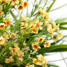Yellow Geraldton Wax Flower Seeds