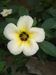 Subulata Flower Flower Seeds - Heirloom Non GMO High Germination Organic Garden Planting Seeds