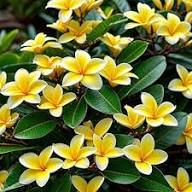 Yellow Plumeria Flowers Seeds