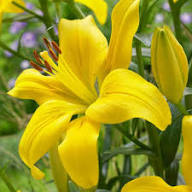 Yellow Agapanthus Flower Seeds – Premium Floral Seeds for Decorative Outdoor Landscapes - Heirloom Non GMO High Germinat