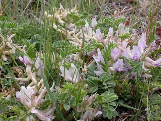 Purple Astragalus Flower