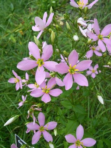 Pink Gentian seeds