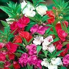 Red Blooming Impatiens Flower Flower Seeds - Heirloom Non GMO High Germination Organic Garden Planting Seeds