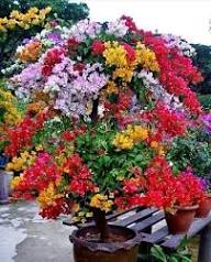 Mixed Bougainvillea Flower Seeds Exotic Flowering Plants Seeds for Planting Heirloom Non - Heirloom Non GMO Flower Seeds