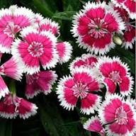 Pink White Dianthus Flower Seeds Rare Blooming Plants Balcony Patio Gardening Non GMO - Heirloom Non GMO High Germinatio