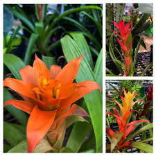 Bromeliad Flower Seeds