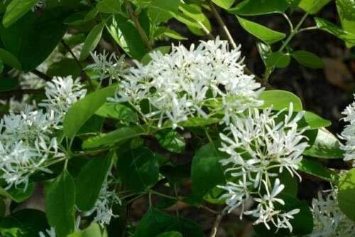 Chamelaucium Flower Seeds