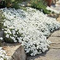 White Organic Cress Flower Seeds Exotic Flowering Plants Seeds for Planting Heirloom Non GMO High Germination Organic Ga