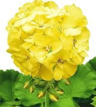 YELLOW IVY GERANIUM FLOWER SEEDS HEIRLOOM NON-GMO HIGH GERMINATION ORGANIC GARDEN SEEDS FOR PLANTING
