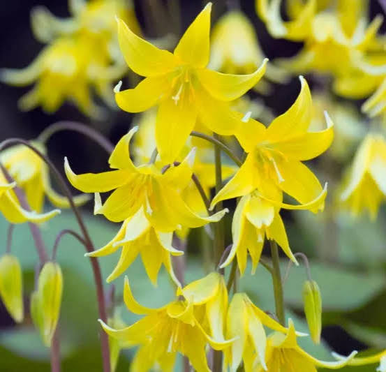 Yellow Erythronium Pagoda Flower
