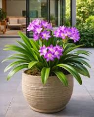 Purple Clivia Flower Seeds - Heirloom Non GMO High Germination Garden Seeds for Planting