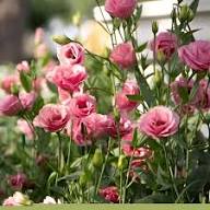 Eustoma for Planting Heirloom Non-GMO High Germination Organic Garden for Colorful Landscapes Seeds - Heirloom Non GMO