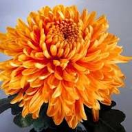 Red Yellow Chrysanthemum Flower Premium Floral Seeds - Heirloom Non GMO High Germination Organic Garden Planting