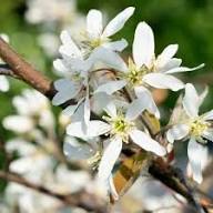 White Amelanchier Flower Seeds