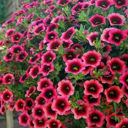 Red Calibrachoa Flower Seeds