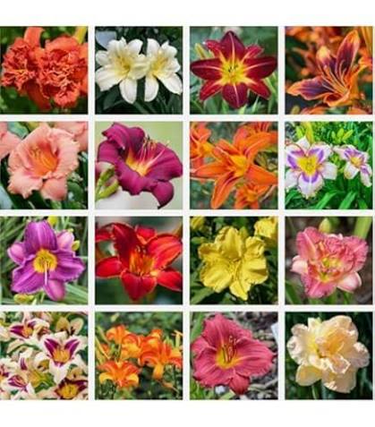 Hemerocallis Flower Seeds Mixed Rare Blooming Plants for Balcony and Patio Gardening Seeds for Planting Heirloom Non - H