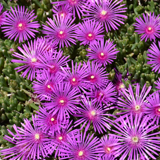 Purple Delosperma Flower Seeds