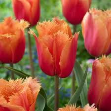 Orange Fringed Tulip Flower Seeds