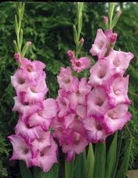 Pink Pink Gladiolus Flower Baby Fresh Planting Baby Gladiolus Flowers Flower Seeds Home Garden Seeds for Planting