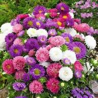 White Aster Flower Seeds - Heirloom, Non-GMO, High Germination Flower Seeds for Planting