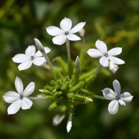 White Plumbago Flower Heirloom Non-GMO High Germination Organic Garden for Planting Seeds - Heirloom Non GMO High Germ