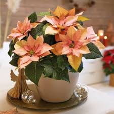 ORANGE POINSETTIA FLOWER SEEDS HEIRLOOM NON-GMO HIGH GERMINATION ORGANIC GARDEN SEEDS FOR PLANTING Seeds - Heirloom Non