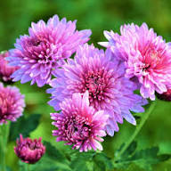 Chrysanthemum Flower Seeds Mixed - Heirloom Non GMO High Germination Garden Seeds for Planting