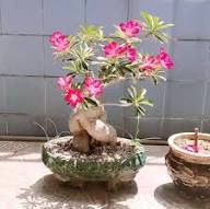 Adenium Desert Rose Flower Seeds Heirloom Non GMO High Germination Organic Garden Seeds Colorful Blooms Seeds for Planti