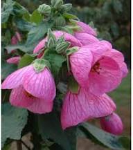 Pink Abutilon Flower Seeds Rare Blooming Plants Balcony and Patio Gardening Colorful Seeds for Planting Heirloom Non-GMO