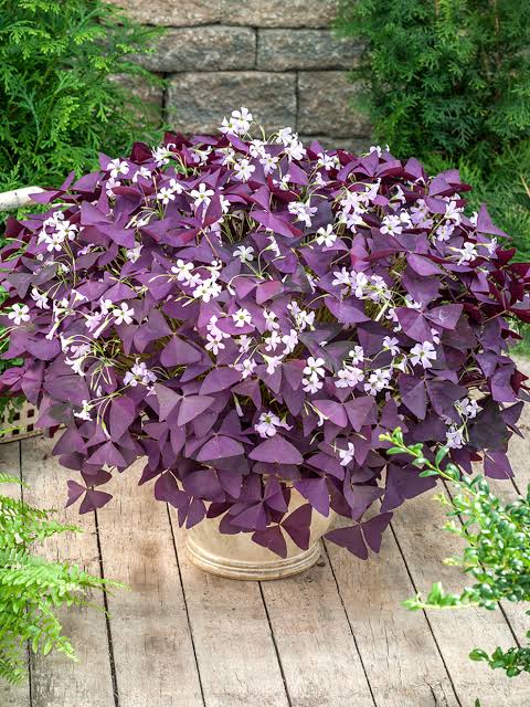 Purple Oxalis Flower Seeds Perennial – Exotic Flowering Plants for Vibrant Backyard Beauty