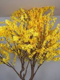 forsythia flower seeds flower