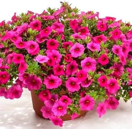 Pink Calibrachoa Flower Seeds