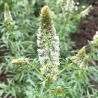 White Mignonette Flower Flower Seeds - Heirloom Non GMO High Germination Organic Garden Planting Seeds