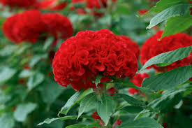 Celosia Flower Seeds