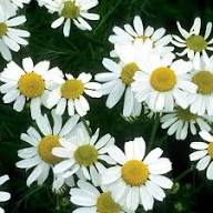 White Chamomile Flower Seeds Rare Blooming Plants Balcony and Patio Gardening Colorful Seeds for Planting - Heirloom Non