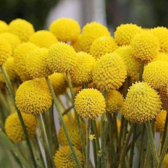 Billy Buttons Flower Seeds