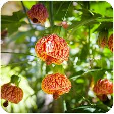 Orange Princess Abutilon Flower Seeds