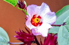 PINK HIBISCUS ROSELLA Flower Seeds